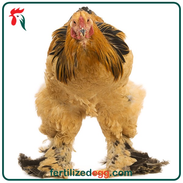 تخم نطفه دار مرغ برهما 